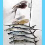 10/14スタッフ釣果情報🎣