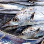 12/6釣果情報🎣