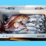 12/20釣果情報🎣