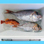 1/31釣果情報🎣その2