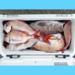 2/14釣果情報🎣