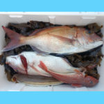 2/28釣果情報🎣