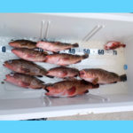 3/15釣果情報🎣