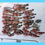 3/28釣果情報🎣