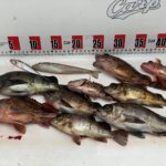 3/22釣果情報🎣