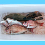 4/8釣果情報🎣