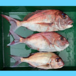 4/12釣果情報🎣