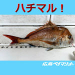 4/18釣果情報🎣