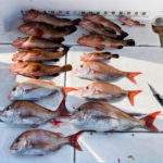 4/25釣果情報🎣