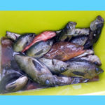 4/29釣果情報🎣