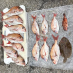 4//29釣果情報その2🎣