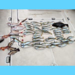 4/26釣果情報🎣
