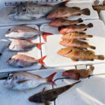 5/5釣果情報🎣