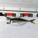 5/6釣果情報🎣