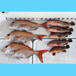 5/10釣果情報🎣