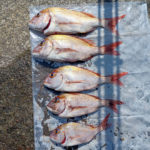 5/29釣果情報🎣