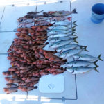 5/9釣果情報🎣