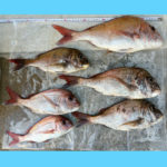 5/17釣果情報🎣