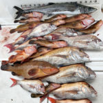 6/14釣果情報🎣