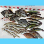 8/9釣果情報🎣