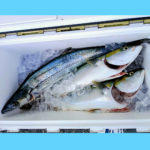 10/10釣果情報🎣
