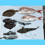 10/10釣果情報その2🎣