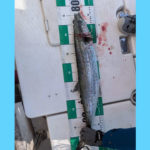 10/11釣果情報その2🎣