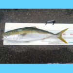 10/18釣果情報🎣