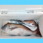 10/21釣果情報🎣